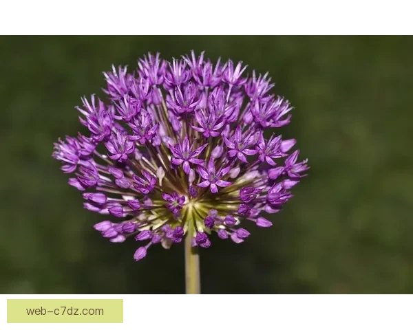 紫百合公园停摆悼念罗科科米索